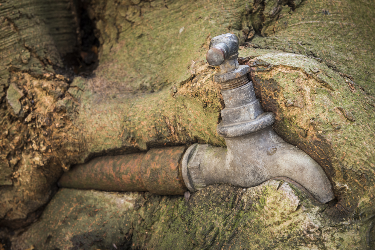 How to Protect Your Plumbing from Tree Roots